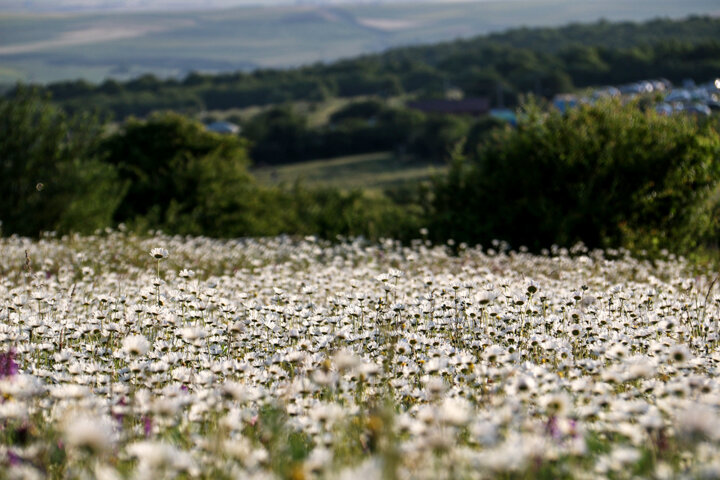 سفره تابستانی جنگل فندقلوی نمین برای گردشگران