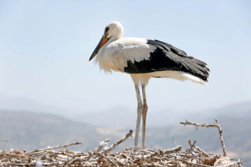 La lac Zaribar: bienvenue dans la destination préférée des cigognes en Iran 