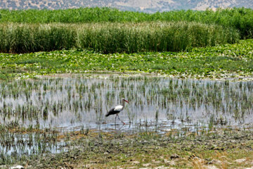 La lac Zaribar: bienvenue dans la destination préférée des cigognes en Iran 