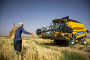 برداشت گندم و جو از مزارع شهرستان فامنین ۴۱ هزار تن برآورد می‌شود