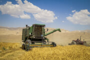 تولید گندم ایران امسال به ۱۴.۵ میلیون تن می‌رسد