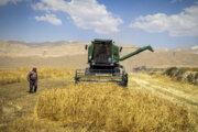 پیش‌بینی برداشت ۷۵ هزار تن گندم از مزارع میاندوآب 
