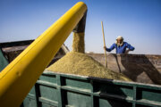 خرید تضمینی گندم در مازندران ۲۲ درصد افزایش یافت