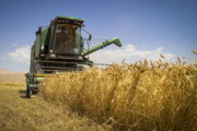 خرید تضمینی گندم از ۱۰ میلیون تن گذشت/ افزایش ۴۳ درصدی خرید گندم در سال جاری