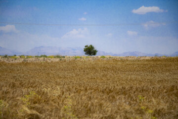 بیش از ۶ هزار کشاورز استان سمنان گندم خود را به دولت فروختند