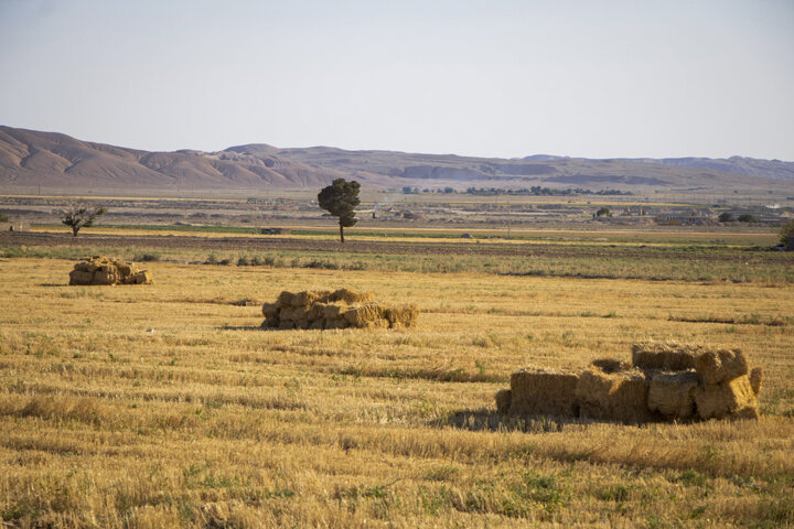 کِشت فرا سرزمینی، نسخه آسیایی برای امنیت غذایی
