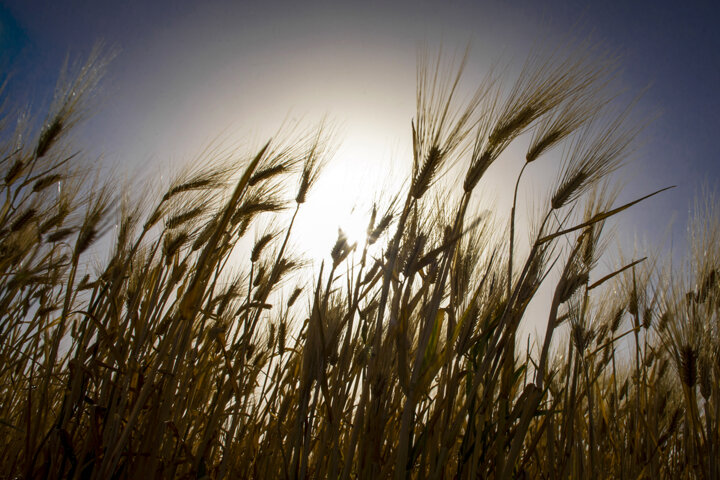 خرید تضمینی گندم از کشاورزان شاهرودی چرا به پرداخت به موقع نینجامید؟