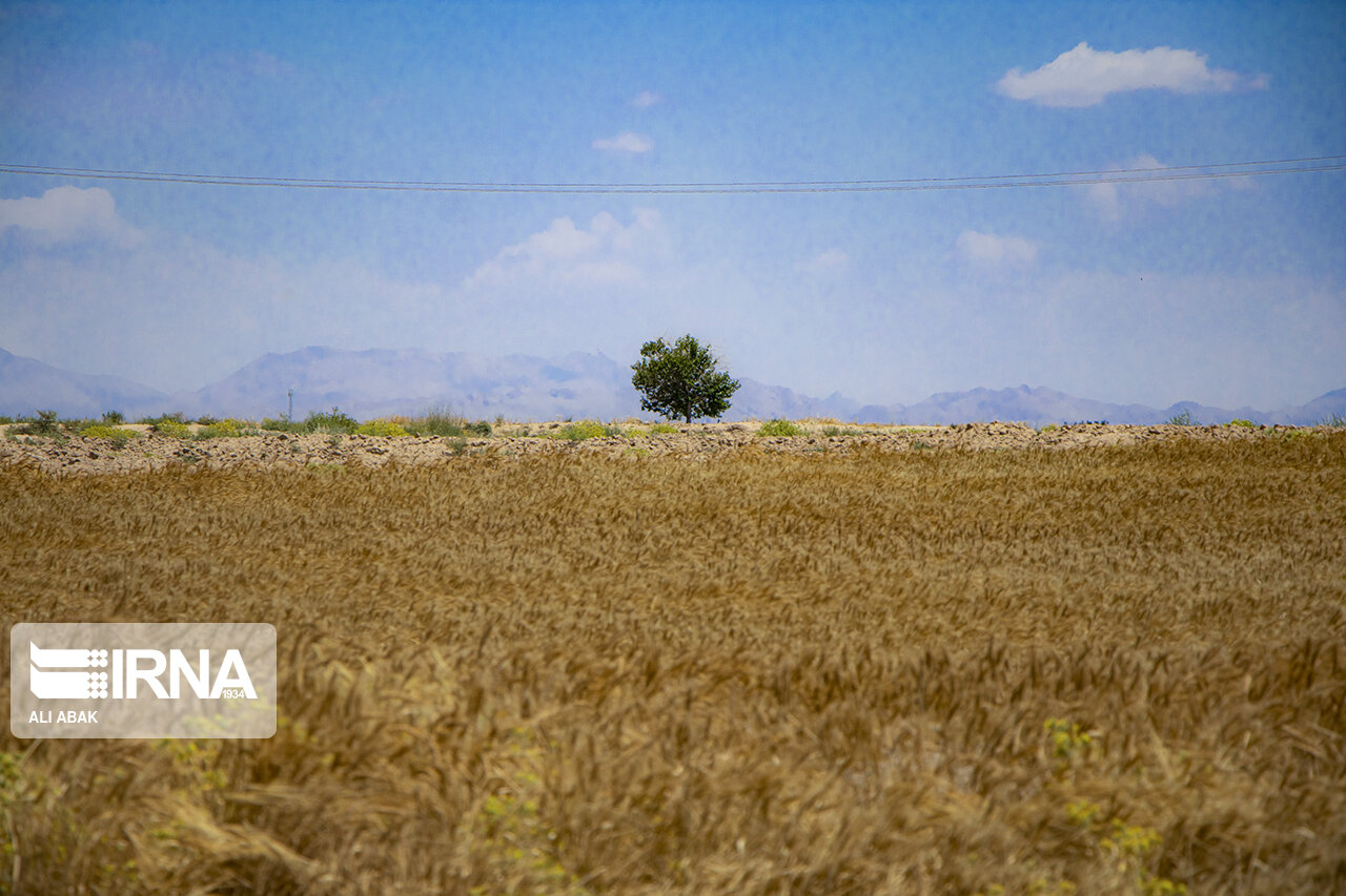 بیش از ۶ هزار کشاورز استان سمنان گندم خود را به دولت فروختند
