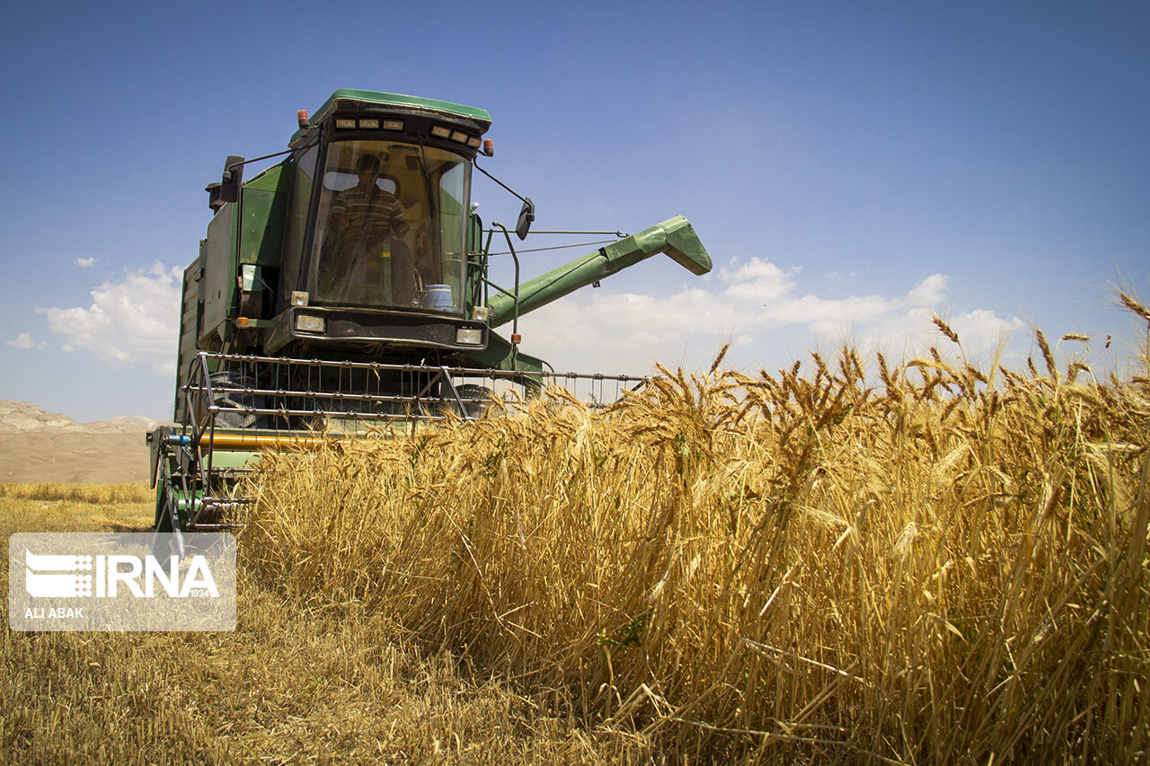 تولید گندم شاهرود با ۱۱ هزار تن، ۳۰ درصد افزایش یافت