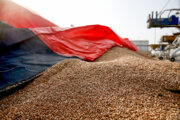 خرید تضمینی گندم در خراسان رضوی ۲۲۰ درصد رشد دارد