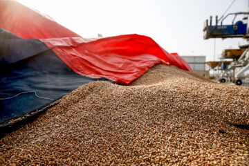 افزون بر ۶.۵ هزار تن گندم در سبزوار خریداری شد