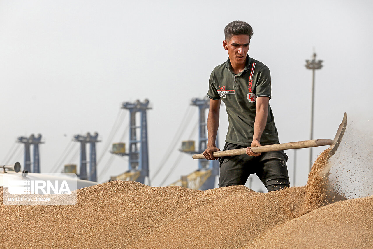 پنج هزارو ۱۰۰ تن گندم از کشاورزان لرستانی خریداری شد