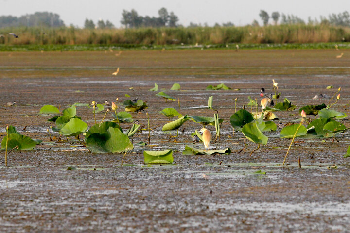 تالابهای ساحلی دریای خزر در خطر نابودی