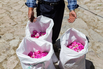 جشنواره برداشت گل محمدی عنصرود