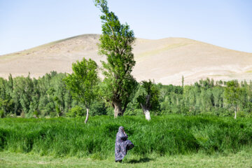 جشنواره برداشت گل محمدی عنصرود