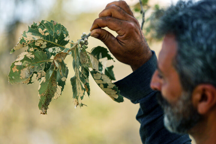 تور سپیدی که بخت بلوطهای زاگرس را سیاه کرد