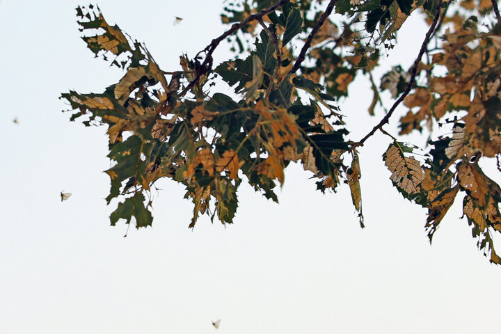 جنگلهای زاگرس را در ۶۰ سال گذشته به سمت نابودی بردیم