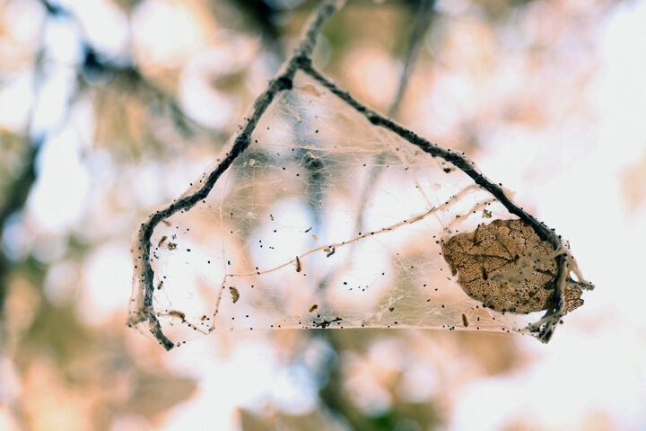 تور سپیدی که بخت بلوطهای زاگرس را سیاه کرد