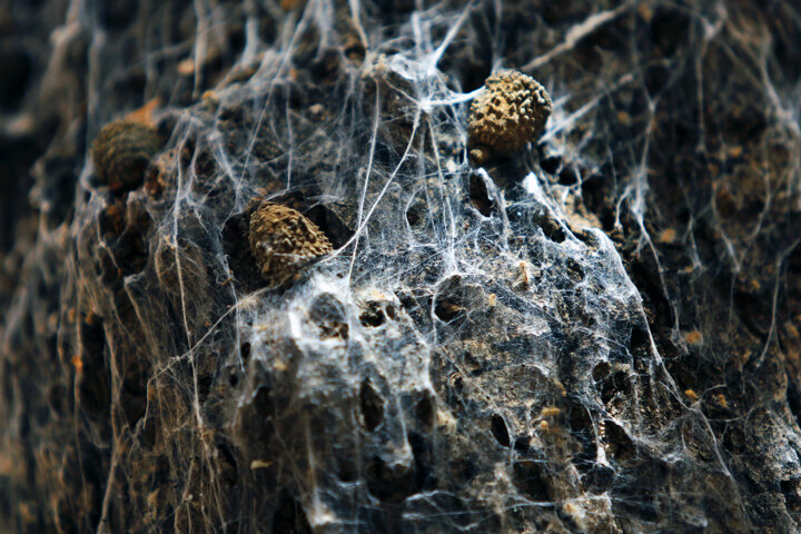 تور سپیدی که بخت بلوطهای زاگرس را سیاه کرد