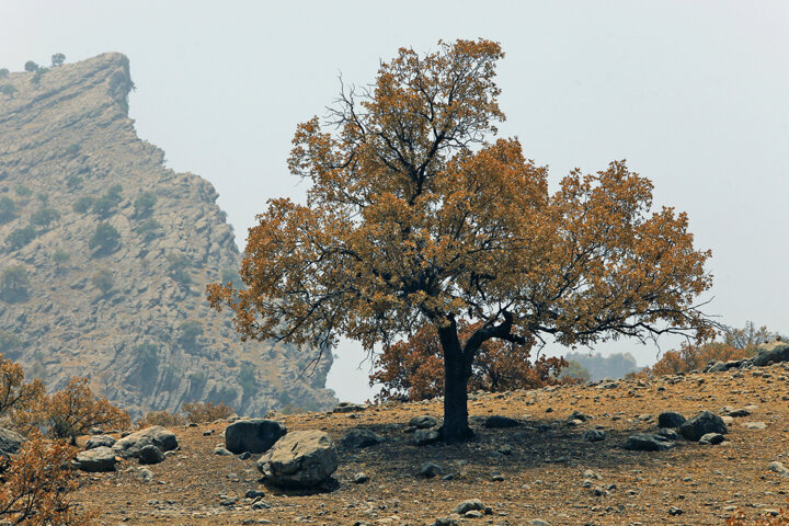 جنگلهای زاگرس را در ۶۰ سال گذشته به سمت نابودی بردیم