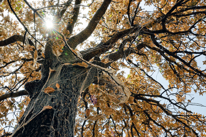 تور سپیدی که بخت بلوطهای زاگرس را سیاه کرد