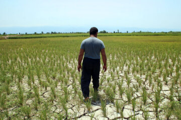 خطر تنش آبی و عمیق‌تر شدن ردپای خشکسالی در سال زراعی مازندران 