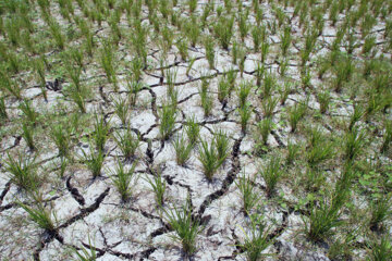 کاهش ۱۴درصدی بارندگی ۱۱ماهه سال زراعی مازندران 