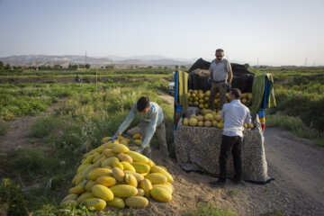 Iran: la récolte du melon a débuté et s'annonce prometteuse