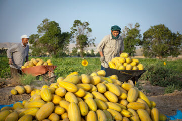 Iran: la récolte du melon a débuté et s'annonce prometteuse