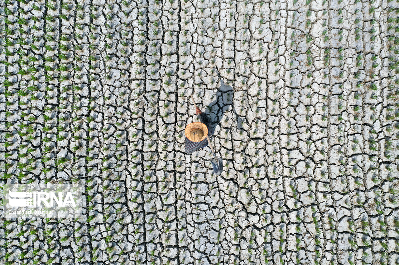 خشکسالی بهاری در مازندران؛ تهدیدی فراتر از پیشبینی