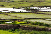 توسعه کشت برنج بدون آفت