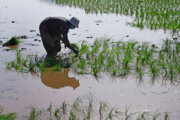 کشت برنج بدون سم در شالیزارهای مازندران به سه هزار هکتار افزایش یافت