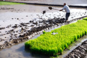 تامین اعتبار ۲۶۵ میلیارد تومانی برای طرح های مقابله با تنش آبی کشاورزی مازندران
