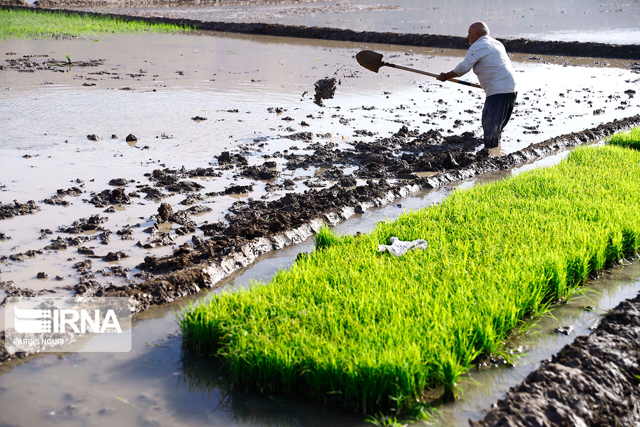 افزون بر یک‌هزار و ۷۵۰ تن بذرگواهی شده برنج در گیلان تولید شد