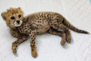Детеныш иранского гепарда