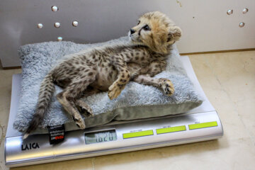 Bébé guépard iranien de 77 jours