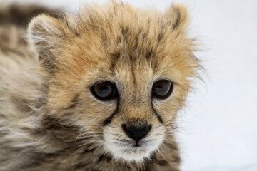 Bébé guépard iranien de 77 jours