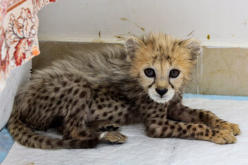 Bébé guépard iranien de 77 jours