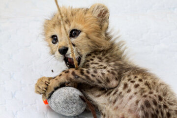 Bébé guépard iranien de 77 jours