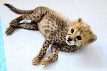 Bébé guépard iranien de 77 jours