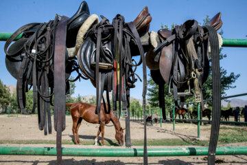 Tournoi de polo de la Coupe du général Soleimani