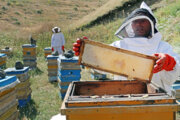 زنبورداری با کلنی‌های سنتی درمازندران به حد صفر رسید