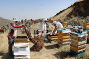کام شیرین اقتصاد کشاورزی فارس با تولید ۱۵ هزار تُنی عسل
