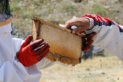 ۳۵۰ تن عسل سبلان صادر شد