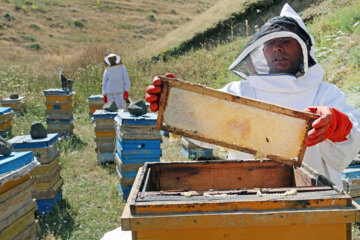 تولید عسل مازندران حدود سه درصد افزایش یافت