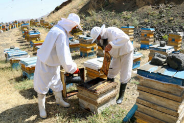 کلنی‌های زنبور عسل استان اردبیل سرشماری می‌شود