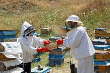 یک میلیارد و ۵۰۰ میلیون ریال تسهیلات به زنبورداران شهرستان نیر پرداخت شد