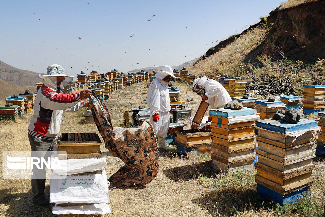 ۶ هزار و ۲۴۳ نفر در صنعت زنبورداری استان اردبیل اشتغال دارند