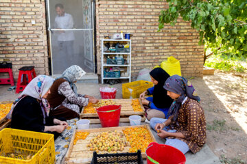 Iran : Fête de l'abricot à Marand à l’ouest 