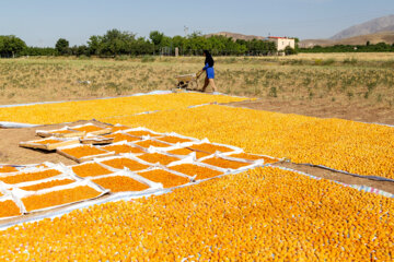 Festival de Albaricoques en Marand